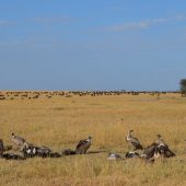  The Serengeti, TZ